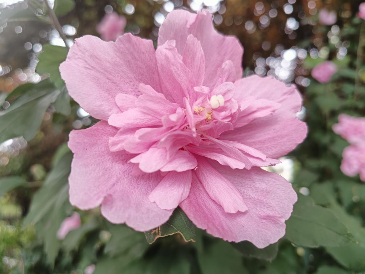 苦难中开出的花朵，让人泪目。作为肺腺癌晚期患者的我，还有什么可说的呢？！33