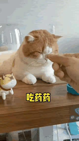 猫咪生病了，不愿意吃药。铲屎官为了让它吃药费劲了心思，拿出一只玩具猫放到猫咪的面