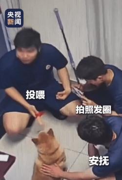 央视新闻5月18日报道，江苏扬州，一只柴犬深夜不慎走失，竟独自寻到消防站上门求助