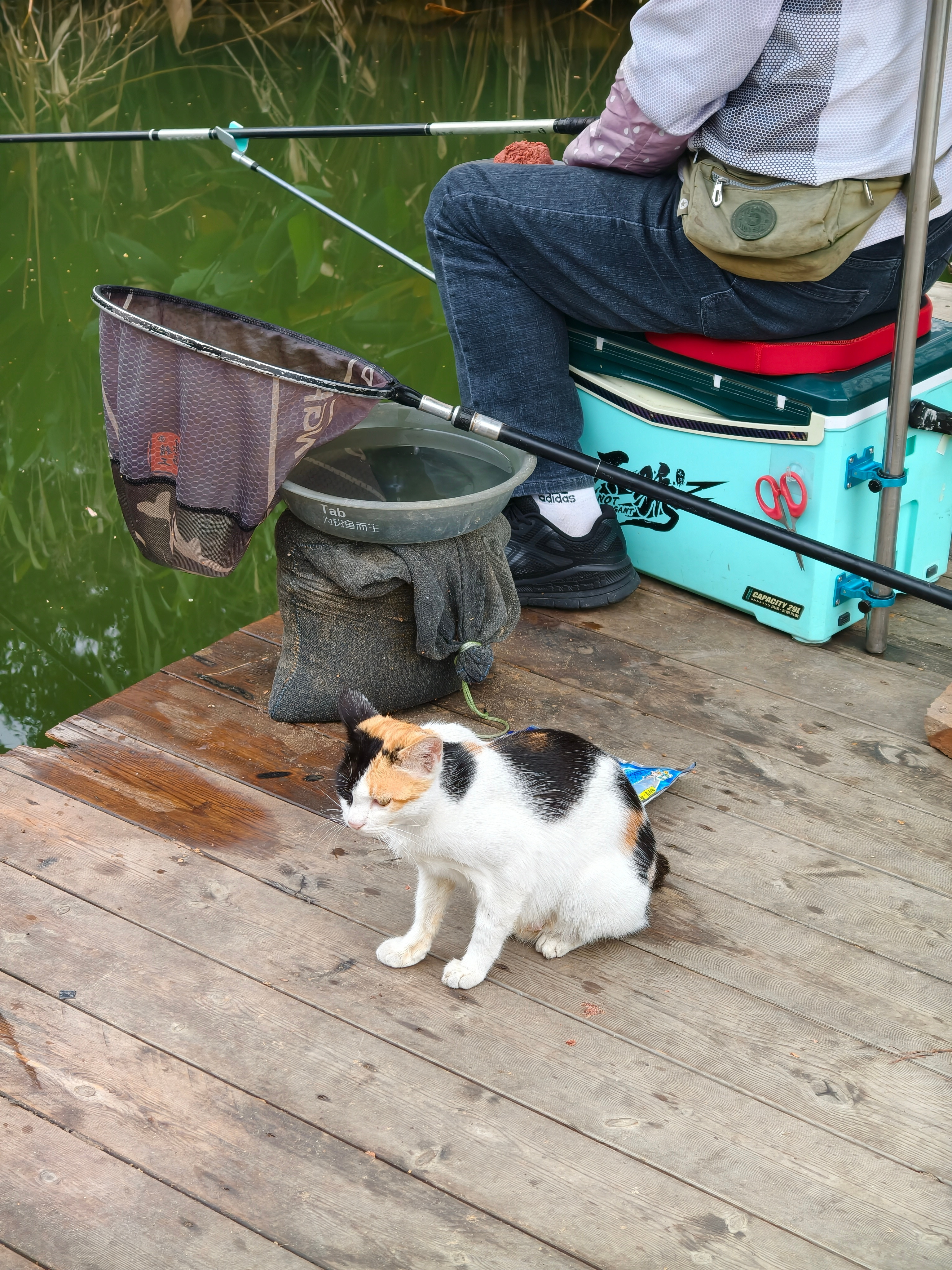 不知道发啥，发些猫猫吧，X300按的