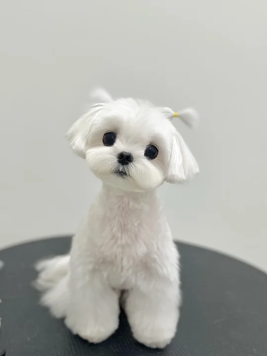 马尔济斯的每一次美容都如换狗