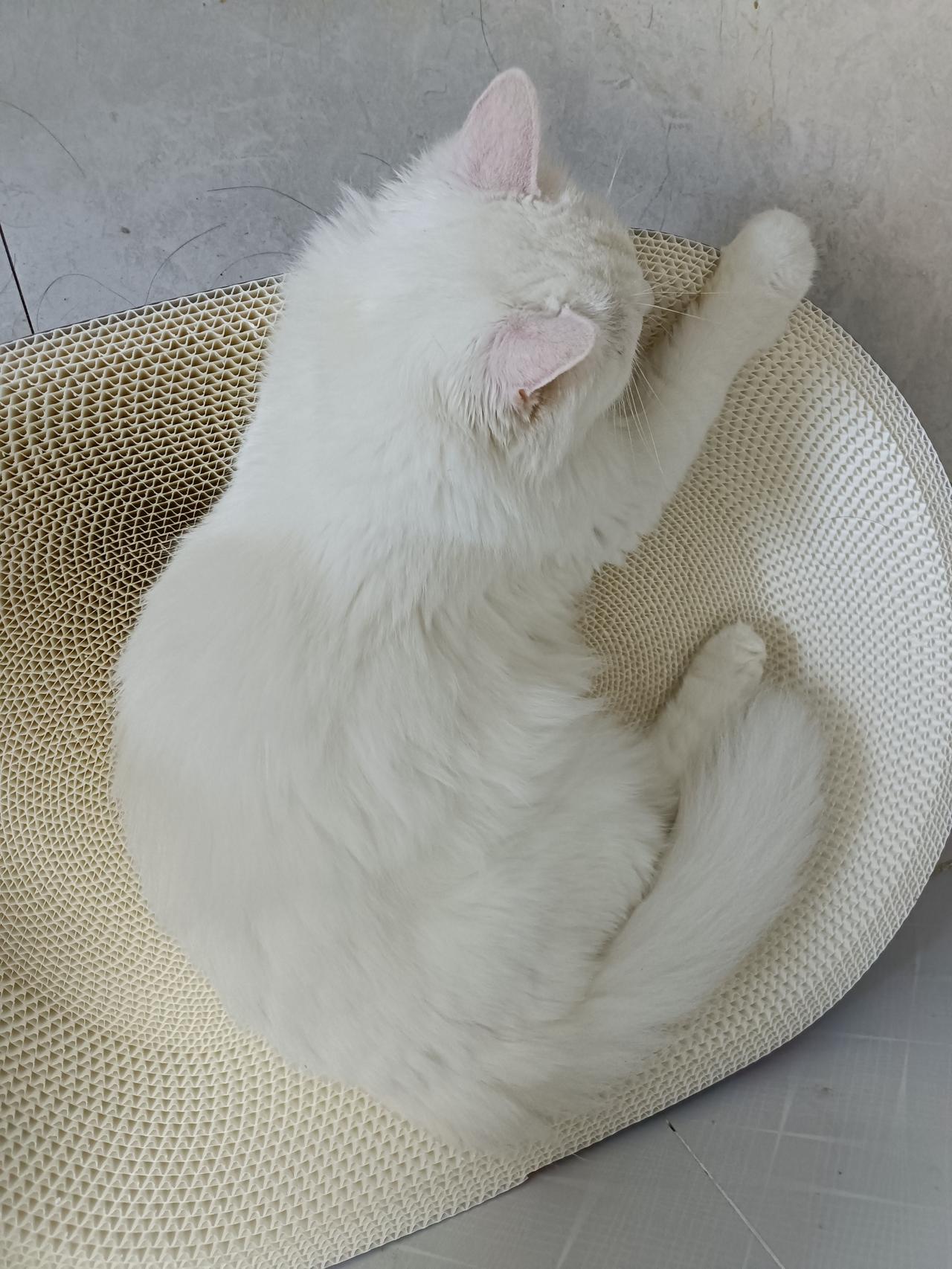 我家这俩猫咪，一天大部分时间都在睡觉，看他们睡得多舒服，真是俩懒猫。