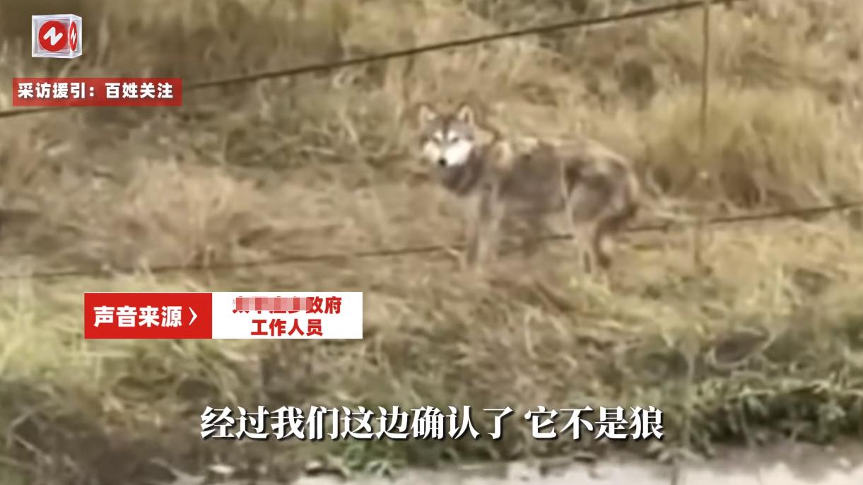 “太尴尬了!”10月22日,河北张家口,一村民在上山时,突然见到一只夹着尾巴走路