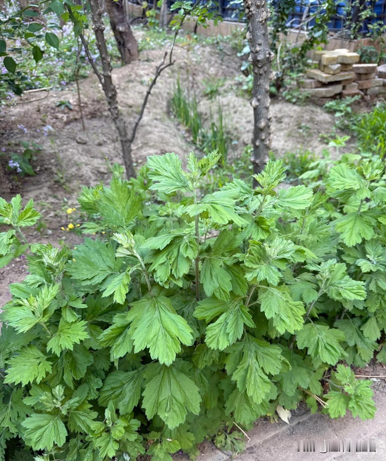 哪位大神出来给分辨一下，那个是艾草，那个是菊花呢？
