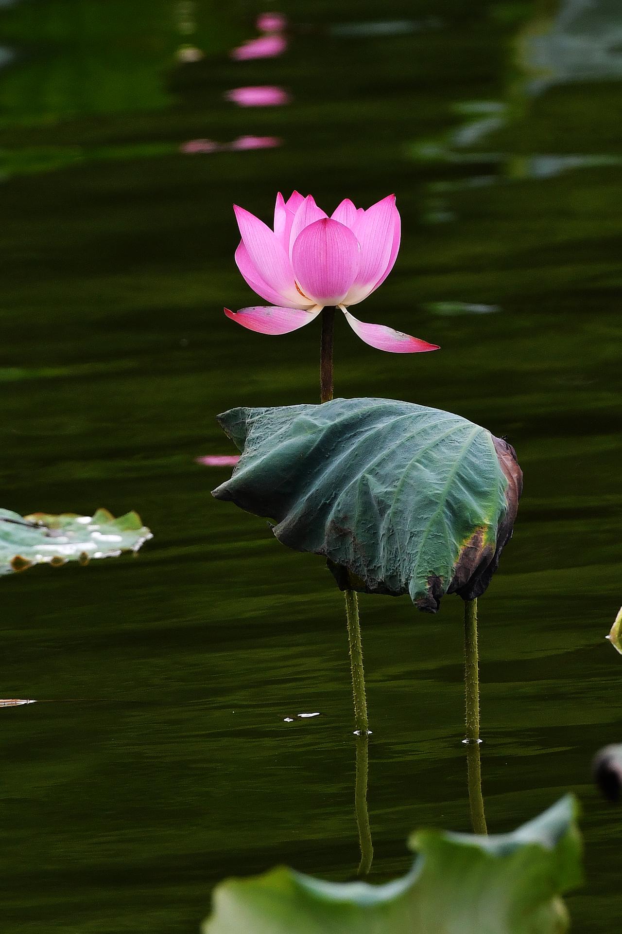 麓湖公园的荷花（原创）摄于广州麓湖公园荷花照片分享广州荷塘摄影广州荷花节