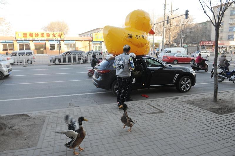 2月20日，沈海高速湛江段出现超搞笑一幕。一只活鸭从粤C牌照小车掉落，在车流里淡