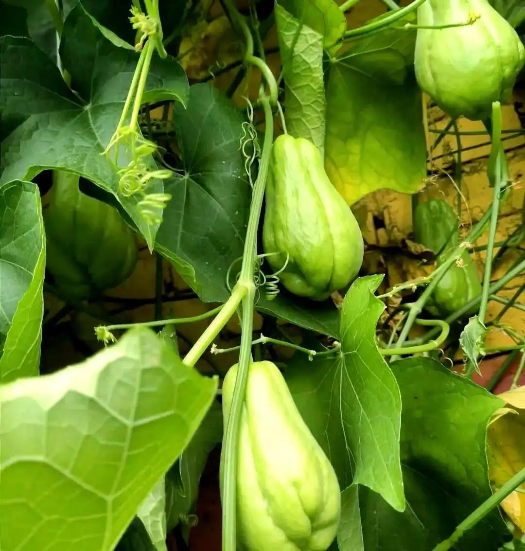 佛手瓜食疗总结一、性味归经与中医功用性味：性平偏温归经：脾、胃、肝、肺经核心功