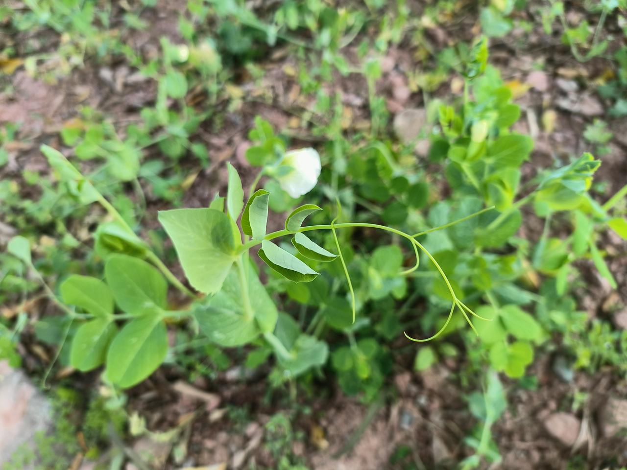 豌豆尖豌豆尖豌豆尖花，实则是豌豆尖开花后的模样。豌豆尖，即（荷兰豆？）的幼嫩