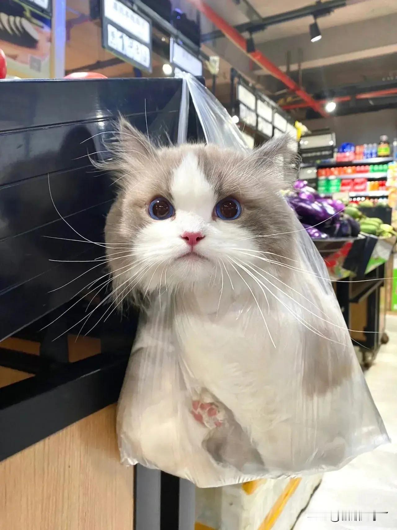 这下老实了！​​​