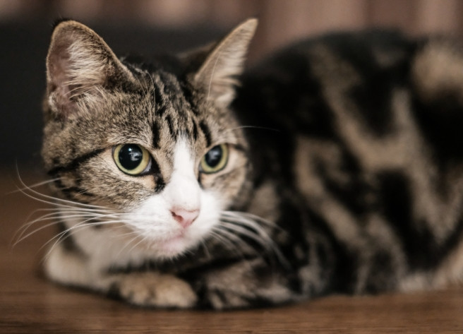 养猫也有玄学？5大风水禁忌曝光！猫窝摆错方位竟影响健康运？