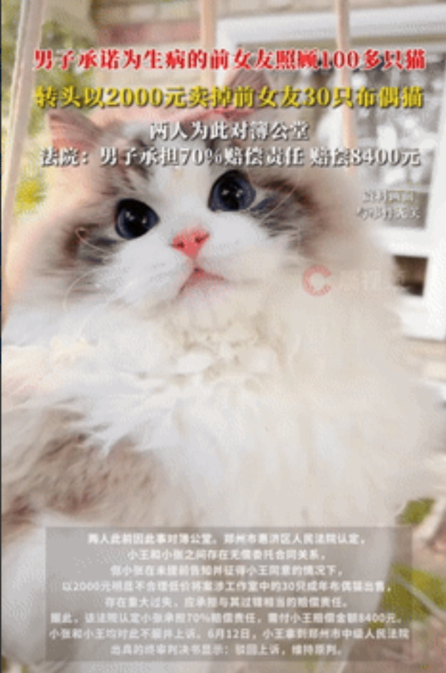 亏惨了！河南，一女子开猫舍养了100多只布偶猫，在她回老家养病期间，前任主动帮她