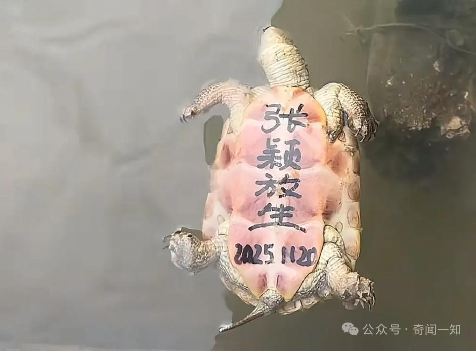 这样的放生真的有意义吗？最近看到好多“放生”的事儿，可有些放生看着真让人摸不着