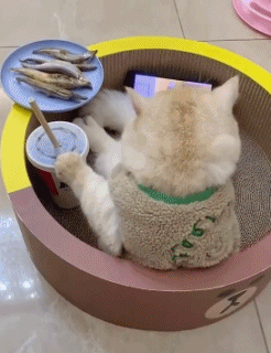 主人出差了两天担心小猫咪在家过得不好，急急忙忙赶回家，结果看到了这一幕...看来