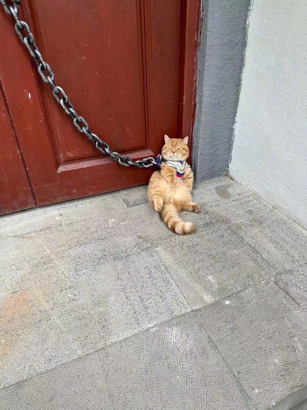 猛兽镇宅，注意回避！​​​