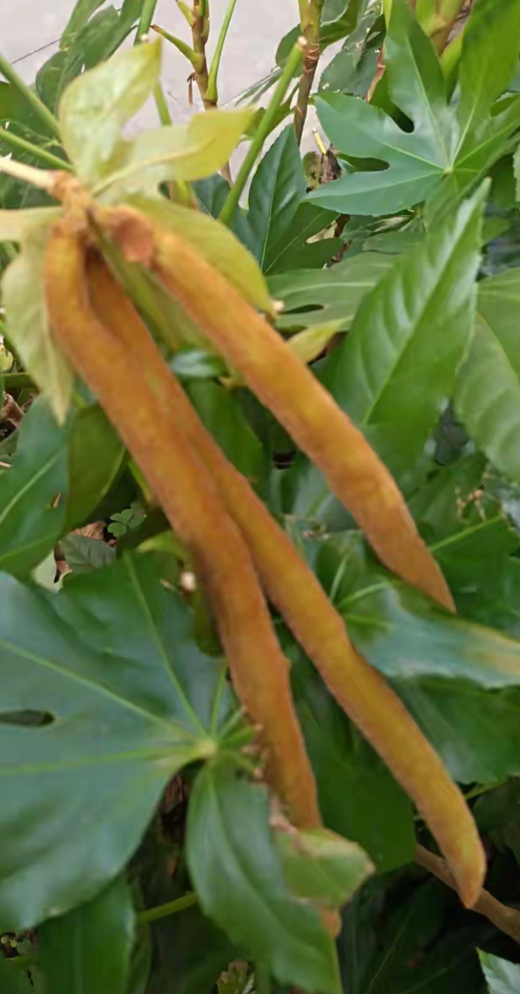 这棵植物长出了好多长长的豆荚。大家看看这个金黄色的是什么植物？有认识的吗？告诉大