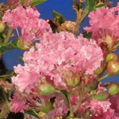 1200紫薇花1.栽培方式：园土+腐叶土+粗沙，普通疏松透气土；木质乔木根