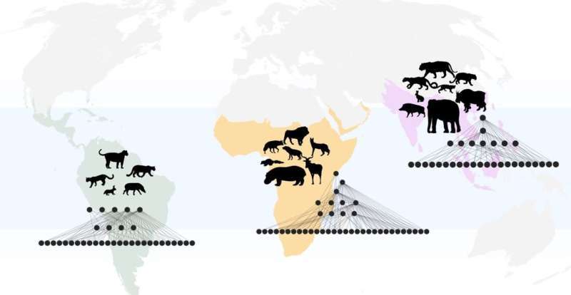 5万年前的地球，站满了今天难以想象的巨兽。剑齿虎嘴里那对近18厘米的尖牙，能像匕