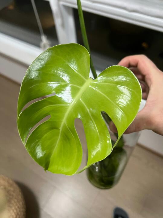 家里有这种植物的都来拍！