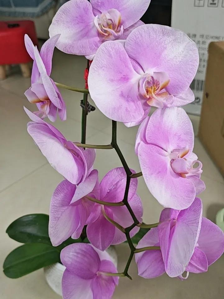 六十岁以后，一定得按自己的节奏慢慢生活，不要追赶别人的脚步，每个人的生活方式不同