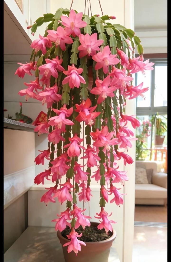 这花养的怎么样！