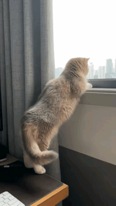 笑不活了！这只猫咪化身“窗台望风员”，扒窗看热闹入迷到不走🤣网友家的猫咪