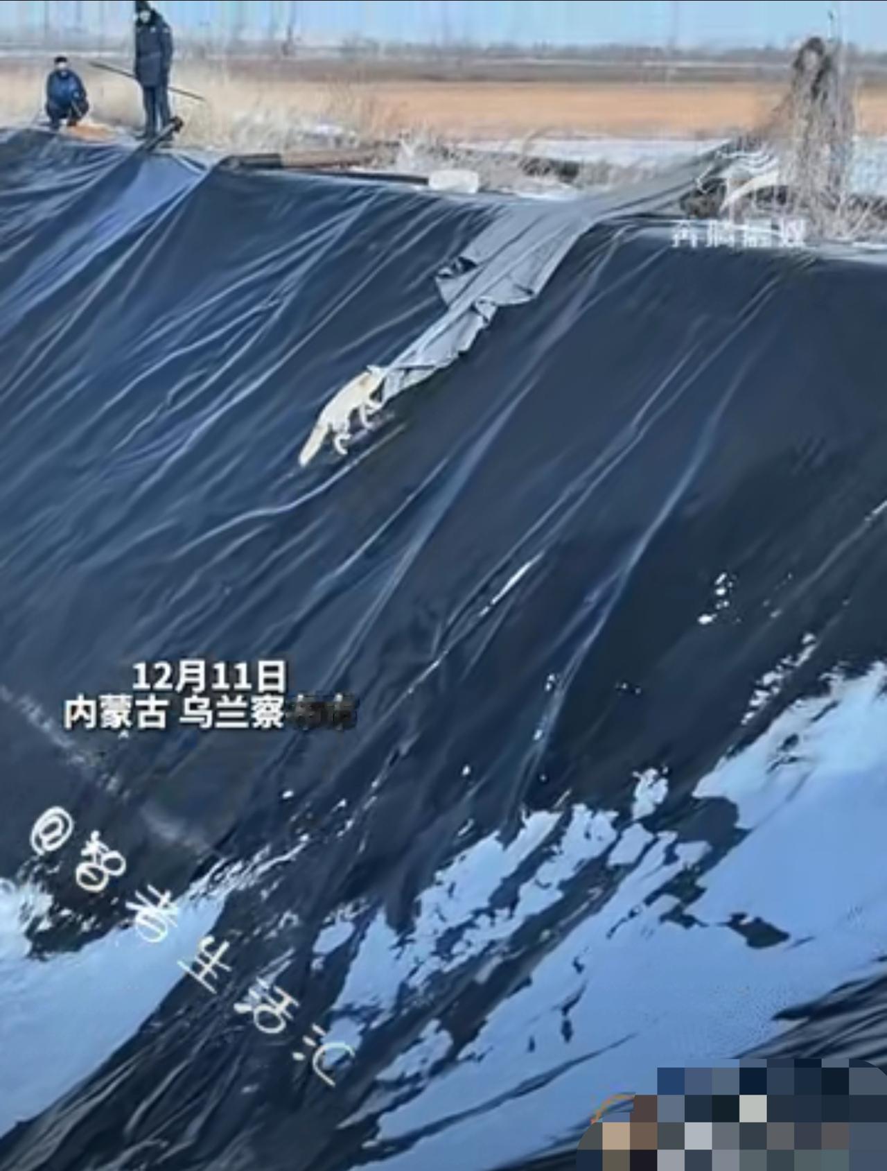 内蒙古10米深坑营救狐狸！它的反应令全网沸腾：这哪是野兽，分明成精啦！内蒙古