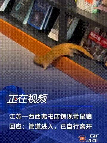 江苏无锡一家书店内，一位顾客正在看书时，突然发现一只黄鼠狼跑了进来，只见黄鼠狼在