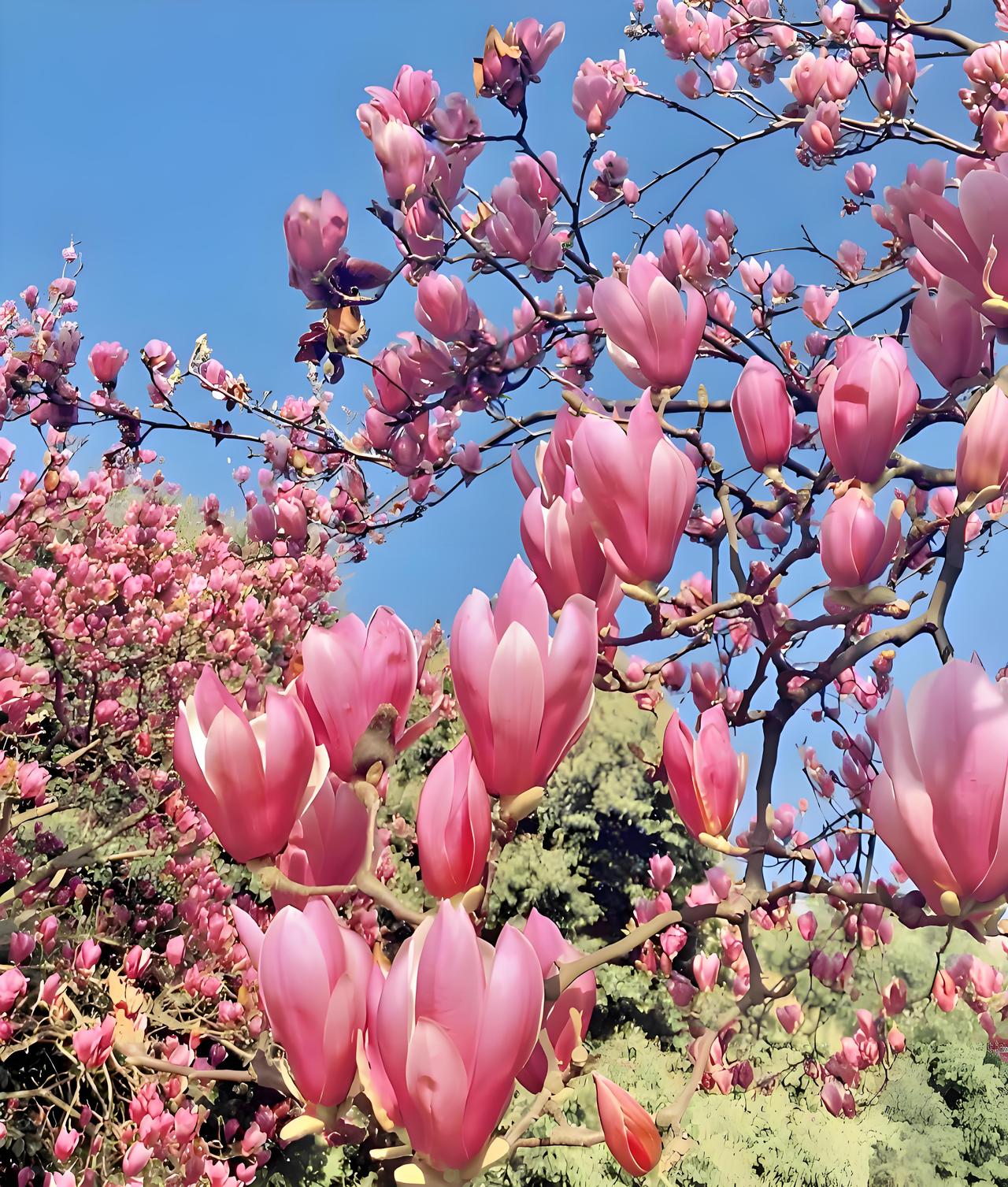 红花满树春来早碧水环村福运长