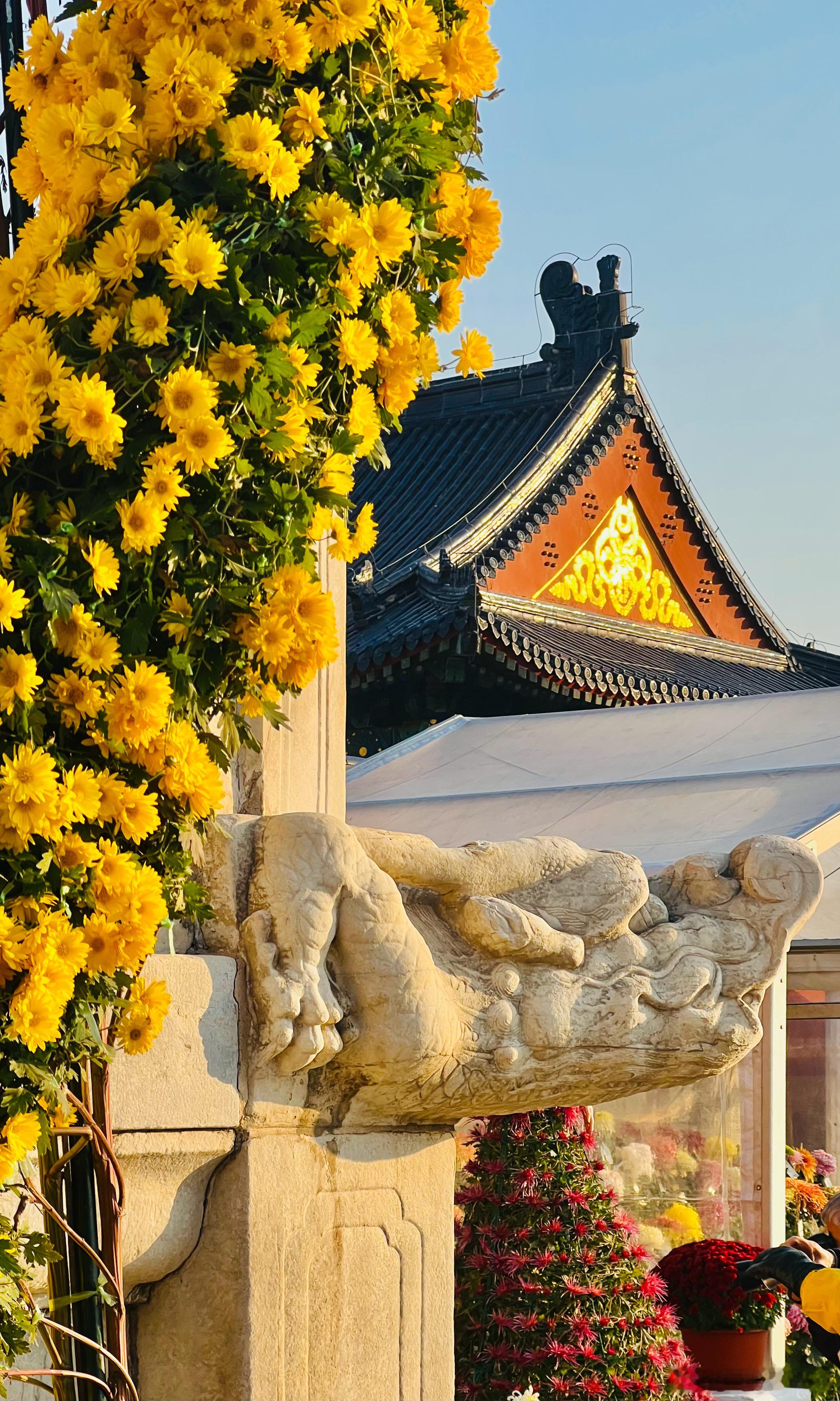  天坛公园 菊花正艳摄影