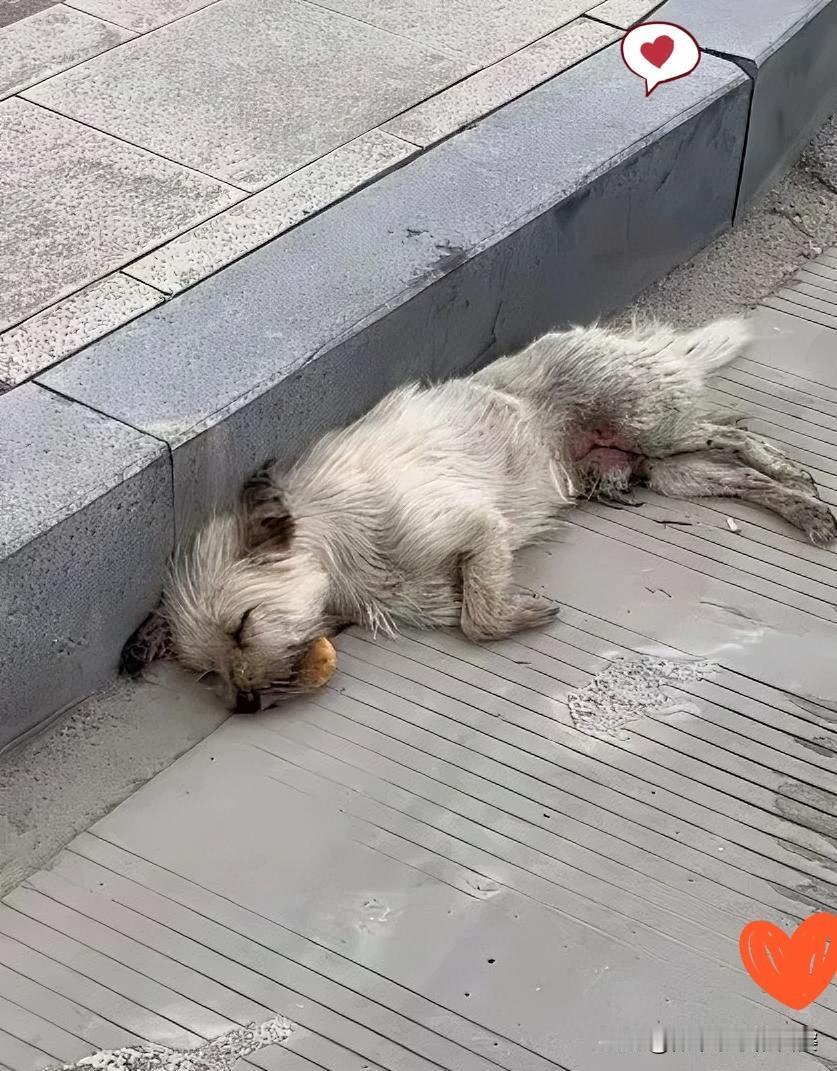 它被人伤怕了，却还是愿意相信我一次散步时偶遇一只流浪狗，睡得那么沉，连我走近都
