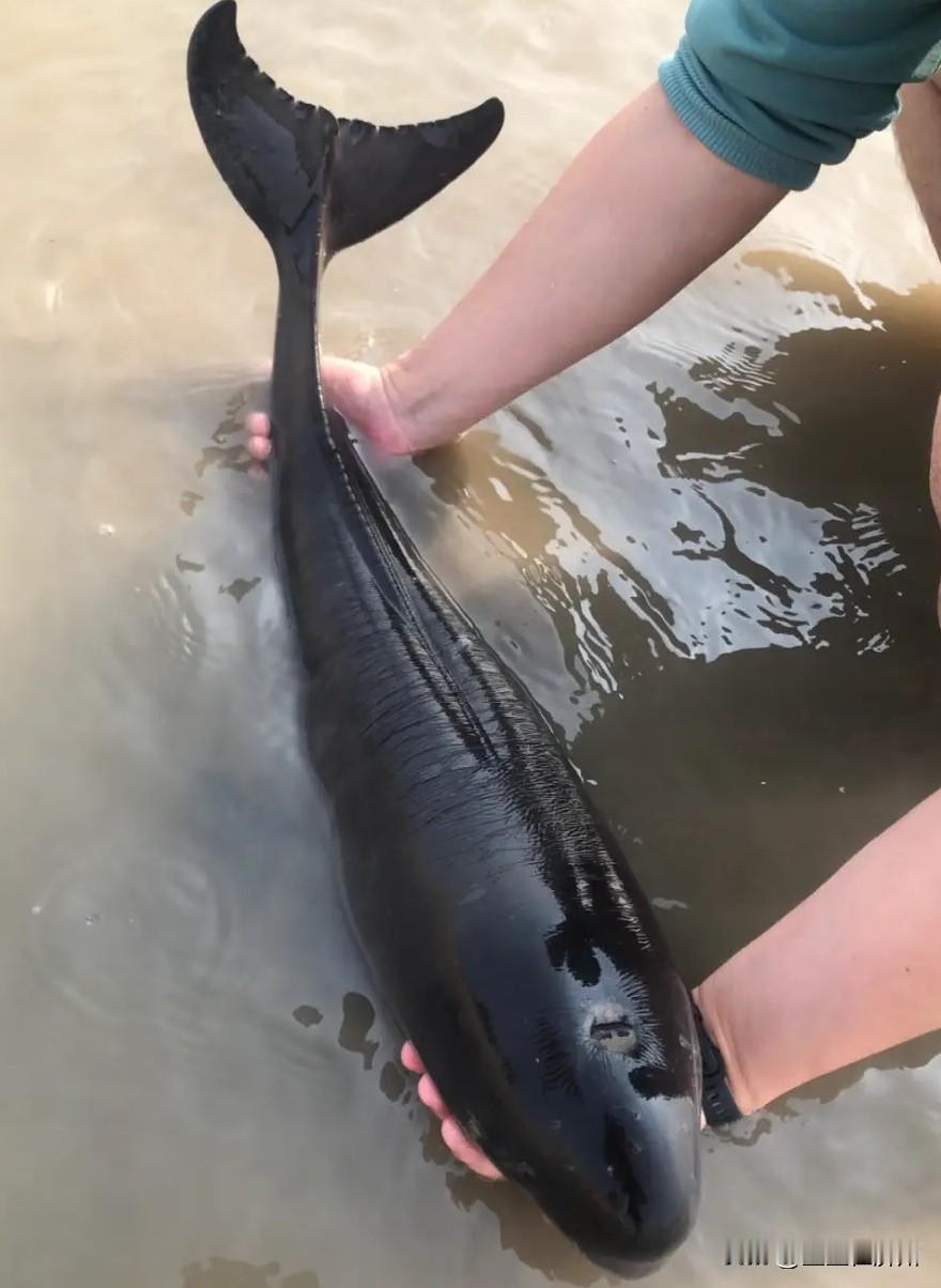 今天才知道，长江禁渔之后，最明显的一个变化就是……这种本来快要灭绝的江豚，