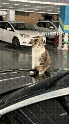 早晨取车去上班，一只流浪猫咪正在车上呼呼大睡。我把它扒拉醒，它也不走坐在引擎盖上
