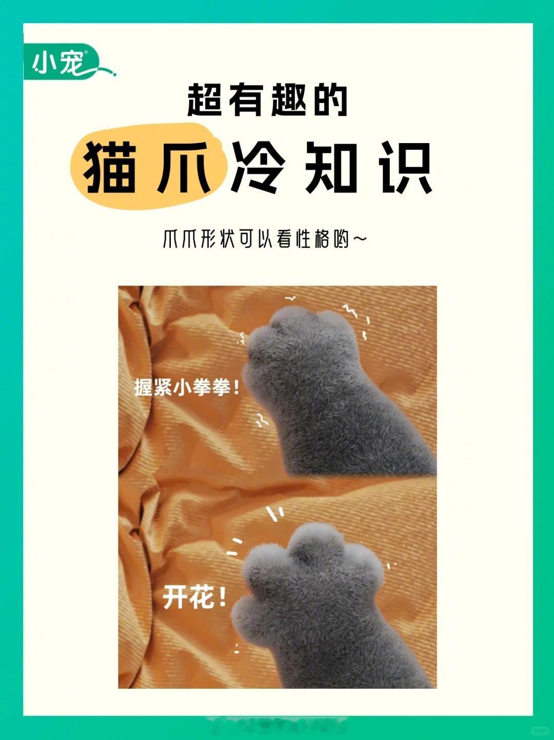 超有趣的猫爪冷知识，每一处都有妙用哦猫爪新手养猫猫咪的性格养猫经验分享冷知识