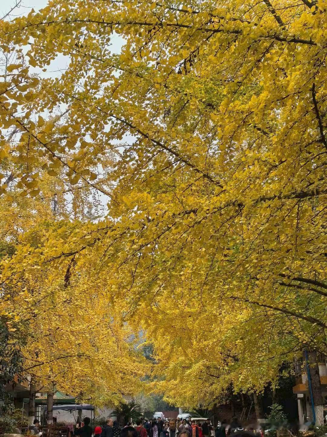 二十年前，一男人婚内出轨，原配二话不说提了离婚，俩孩子一人一个判的结果呢？这