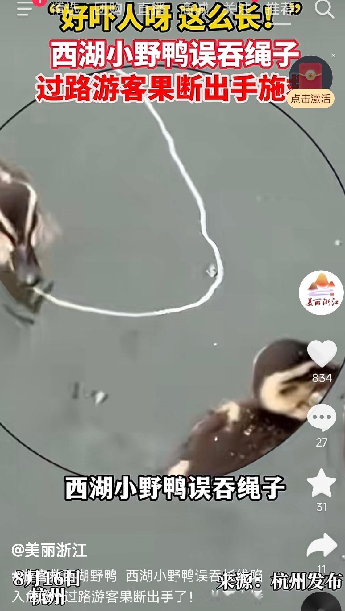 浙江杭州，一女子和朋友在西湖游玩时，看到一群小野鸭。她趁一只小野鸭游到岸边，迅速