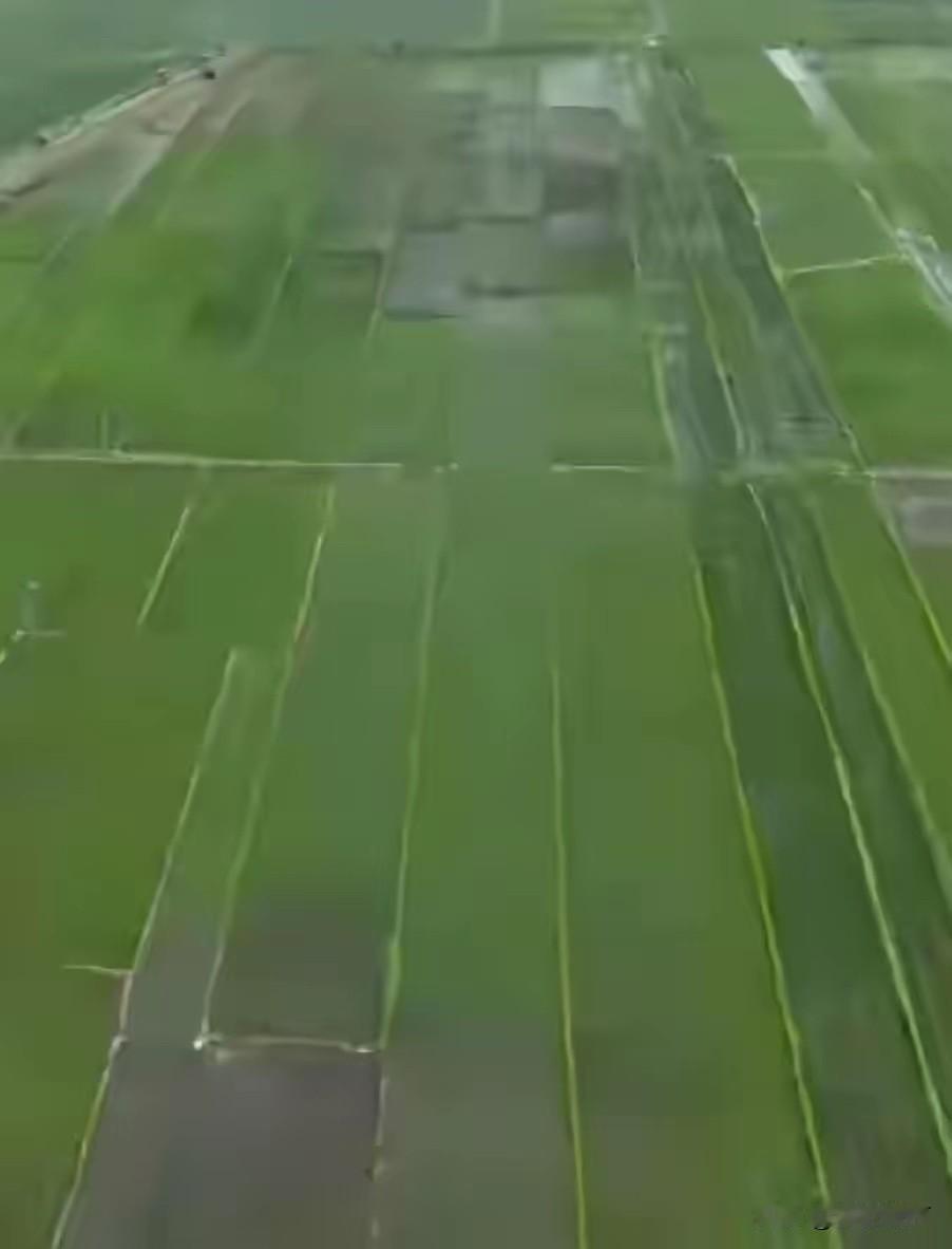 太恶劣了！黑龙江一村大面积水稻疑被投毒，找出投毒的罚它牢底坐穿，这属于敌特分子