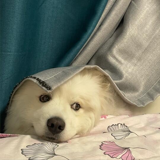 他好像知道自己很可爱