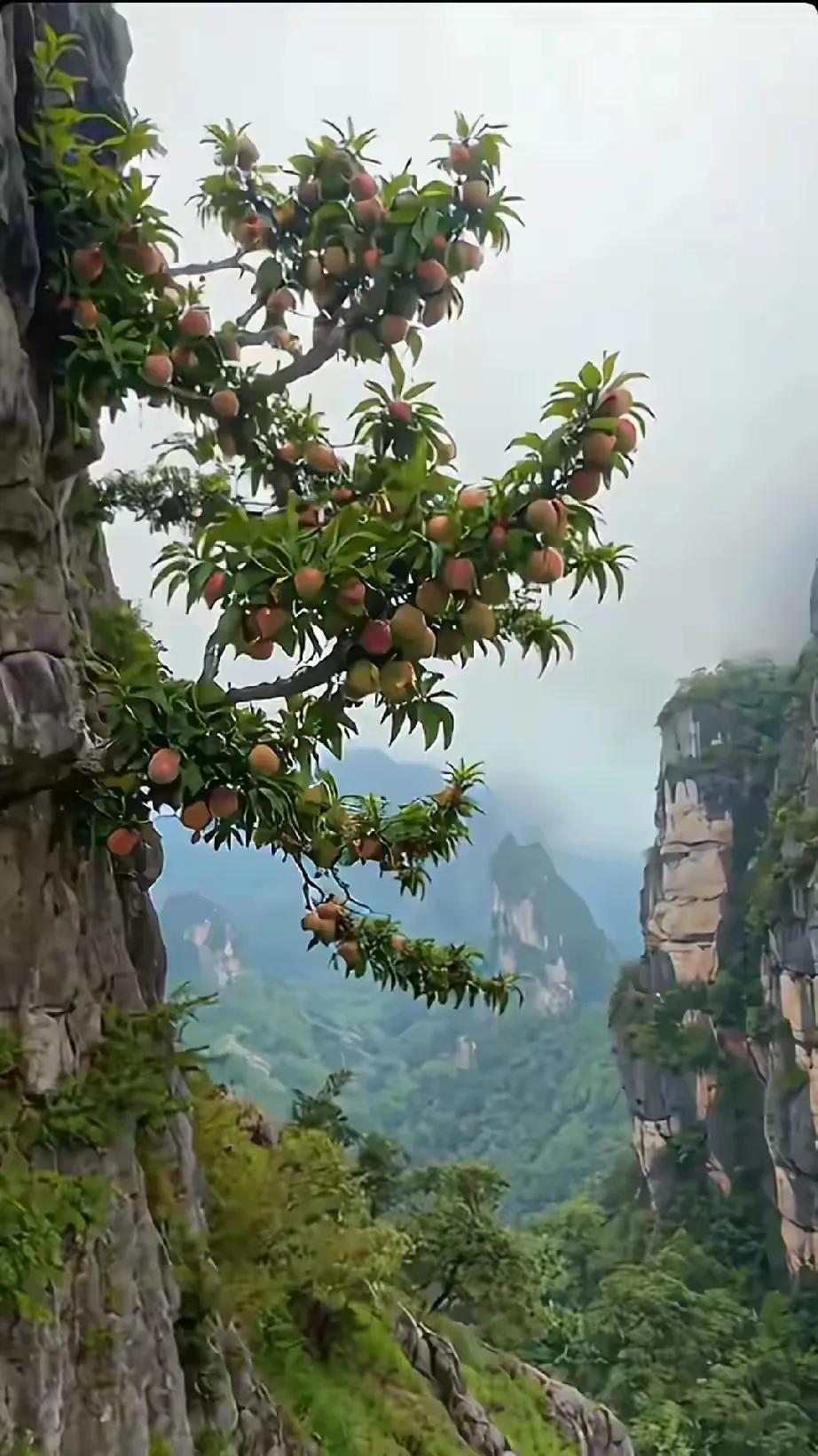 不结果子，农民把你砍了当柴烧[捂脸哭]
