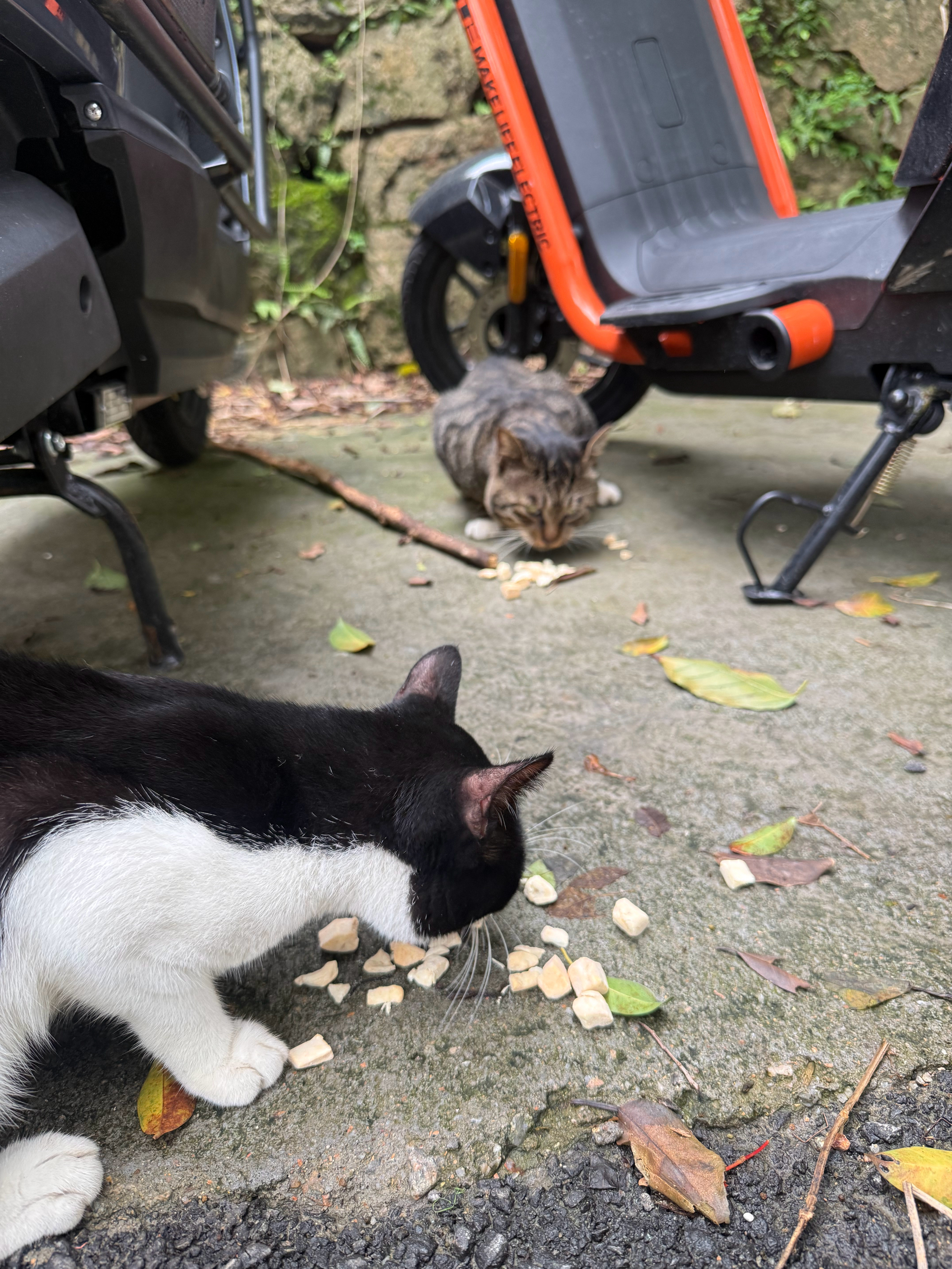 把猫扔到山边害亲人猫咪变成流浪猫的人讨厌死了！猫咪