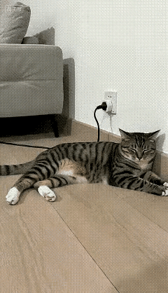 真的被这只高智商猫咪惊艳到了！居家突发惊险一幕，全程让人直呼万幸。家中蜡烛