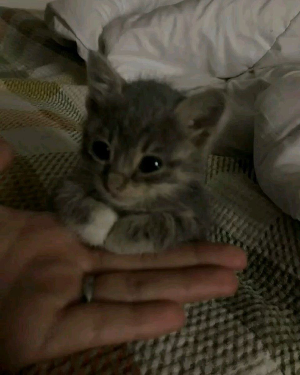 ᵇʳᵒᵇᵉˢᵐᵒˡ​​​