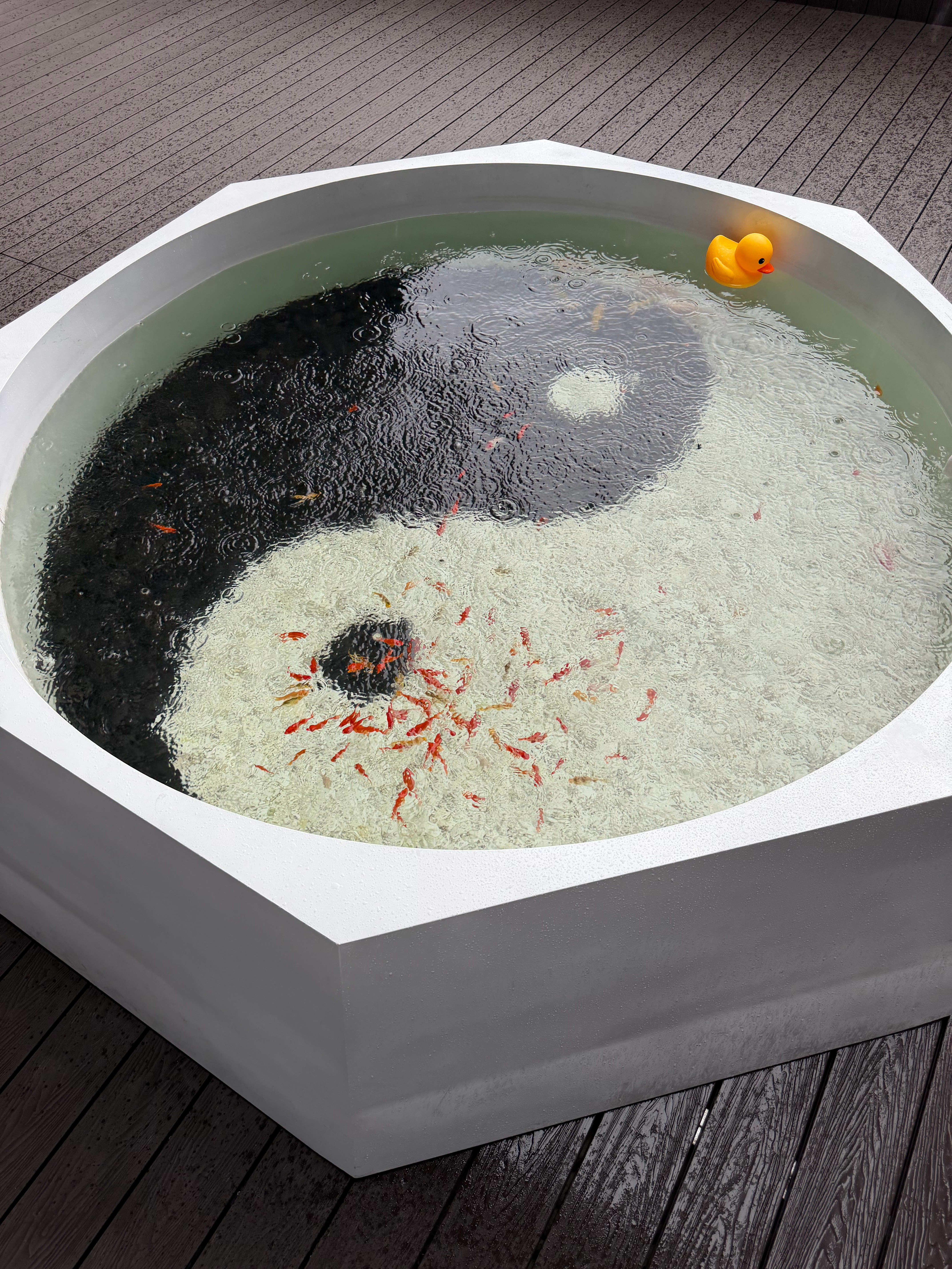翻车了，由于公司的鱼池是露天的，今天下大雨，水池快满了，我现在把鱼池的水，一桶一