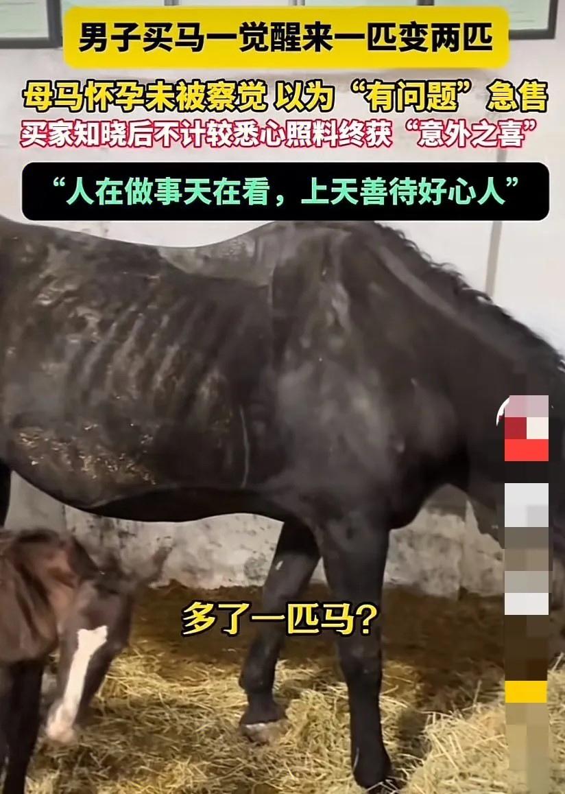 山东淄博男子从朋友那买了一匹马，听说朋友是因为觉得马肺部有问题才转手，他想着“买