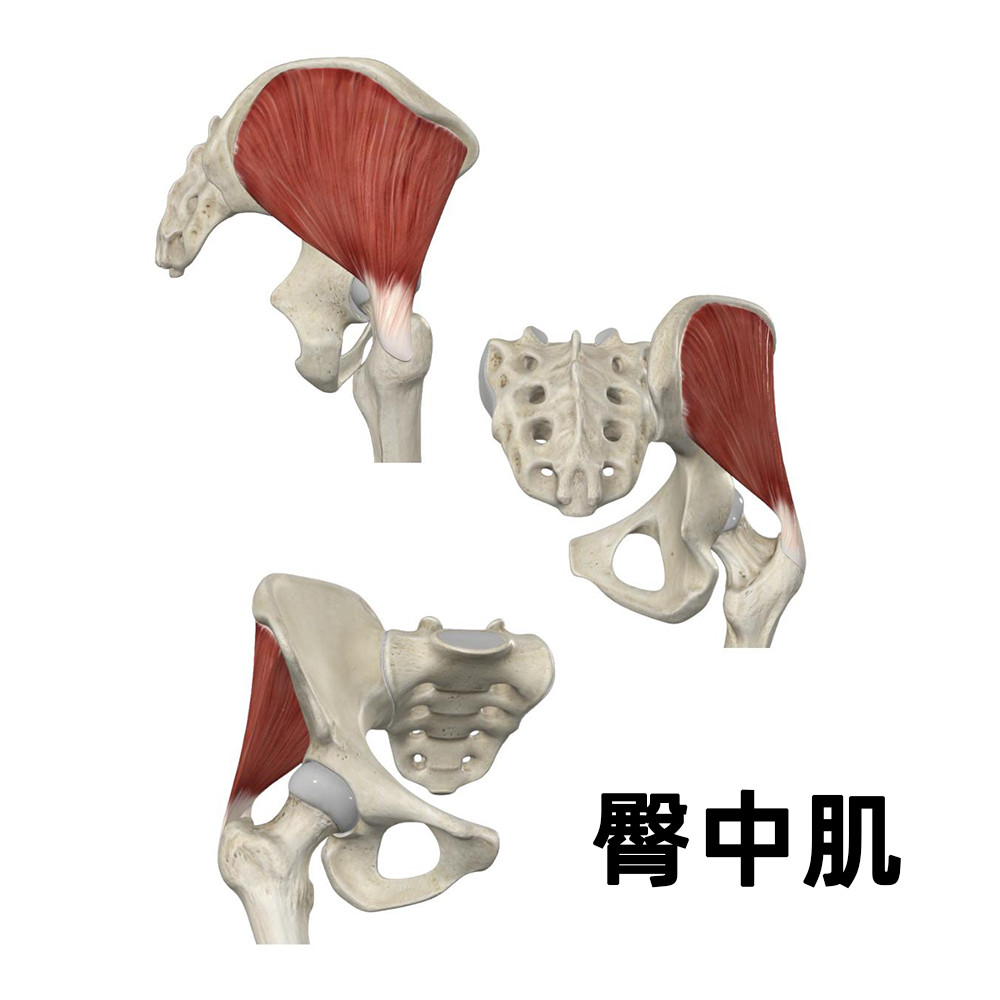 臀肌放松今天继续实用教学，放松你的臀中肌——它位于我们的臀部外侧，是从骨盆到股