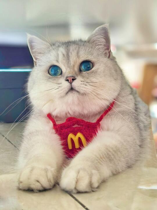 人，很高兴为你糊务……