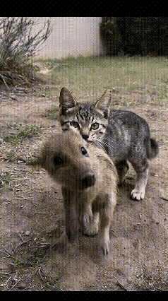 大老鼠休走！——猫咪误抓小野猪。小野猪一脸懵！