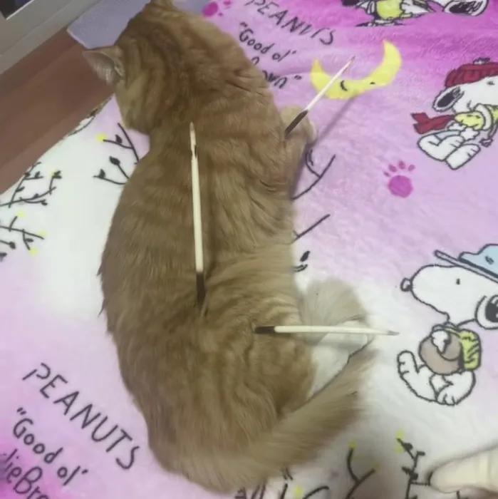 这只猫咪太勇了，和豪猪正面搏斗，自己却被扎成了刺猬！近日，刷到一位小姐姐的救