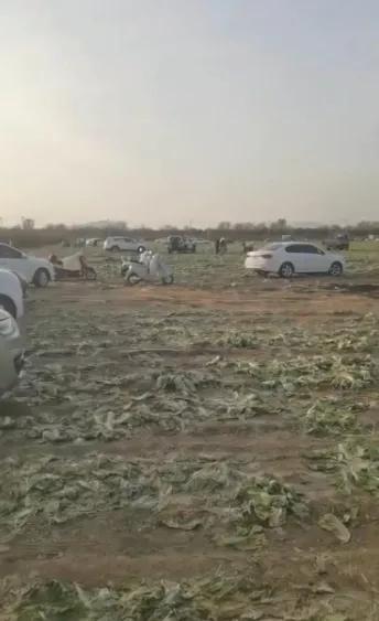 一棵白菜不值钱，但几百人冲进地里疯抢，就能让一个家庭一年的心血瞬间泡汤！这几天，