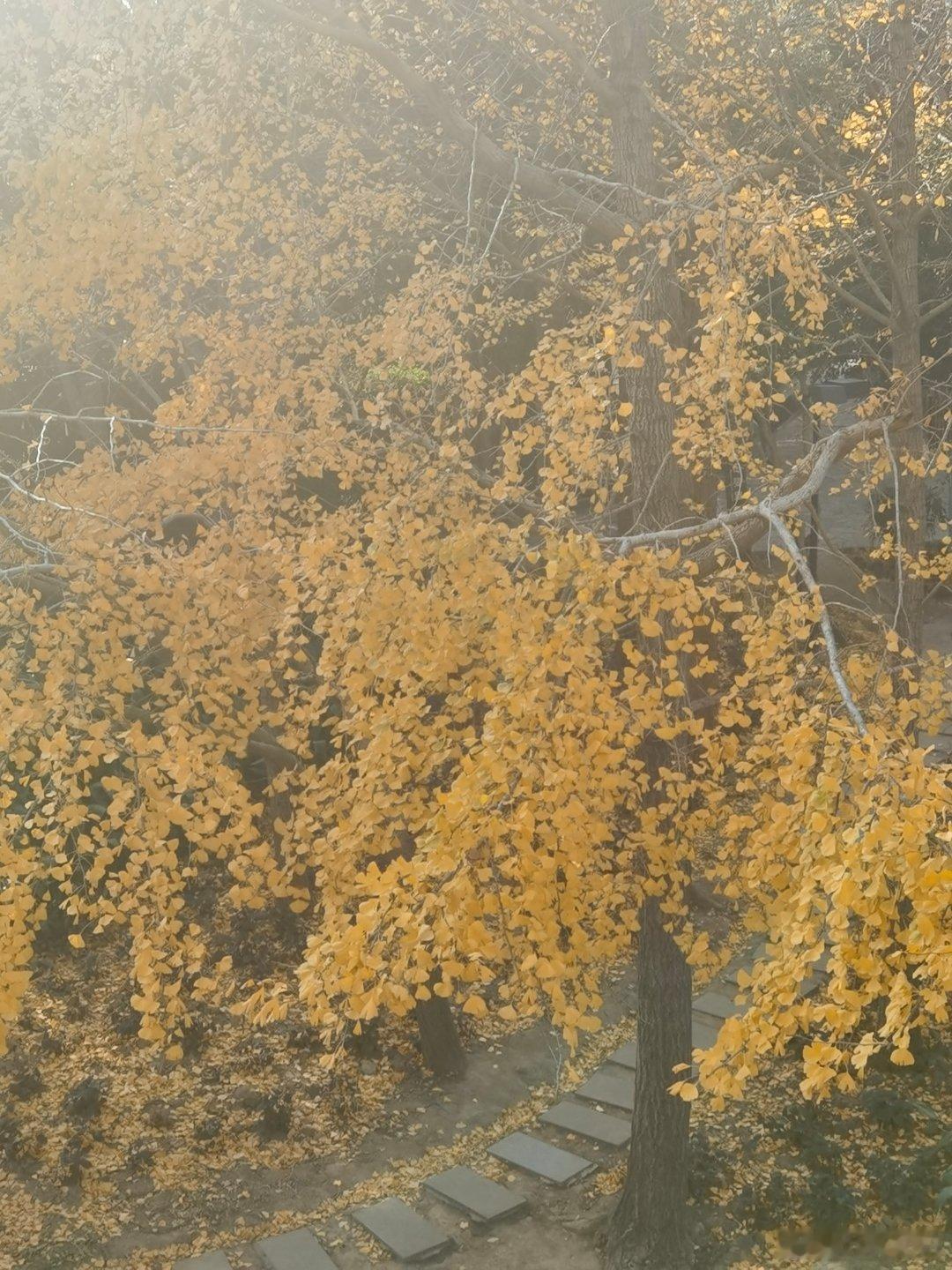 这大概就是金叶子，纯粹的金黄，不带有一片绿叶，也没有斑驳的金黄。有点发财树的韵味
