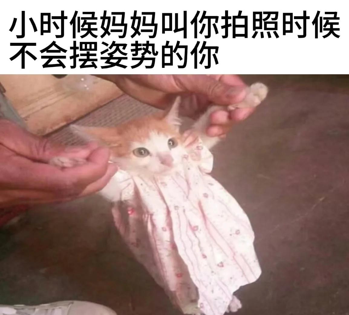 对你人生毫无意义的猫meme七则抽象梗图搞笑猫猫拯救地球meme猫咪